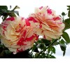 Роза плетистая Ванилль Фрэйз (Vanille Fraise)